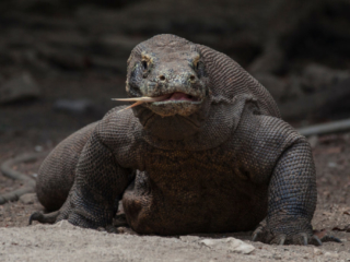 dragon in Komodo national park in Indonesia