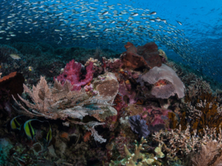 impressions taken while scuba diving in Komodo Indonesia