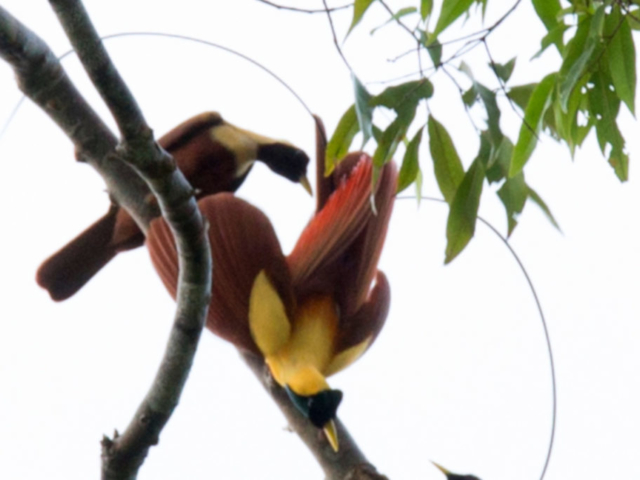 endemic birds of Raja Ampat Indonesia
