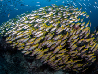 a school of fish underwater in Raja Ampat Indonesia