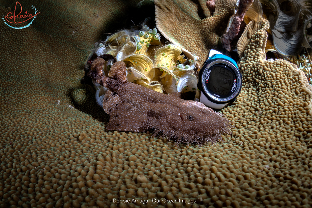 a smaller wobbegong shark sitting on a coral in raja ampat next to a dive computer