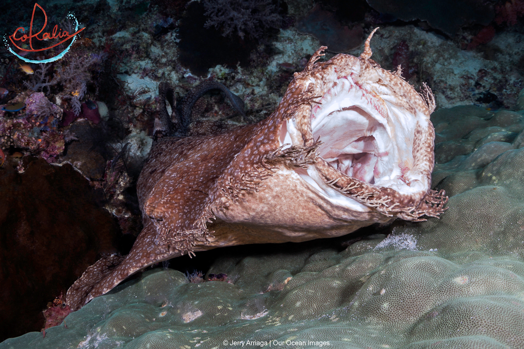 a wobbegong shark with an open mouth encountered in Raja Ampat while scuba diving