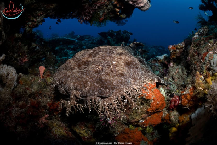 an adult-size wobbegong shark resting between corals in Raja Ampat