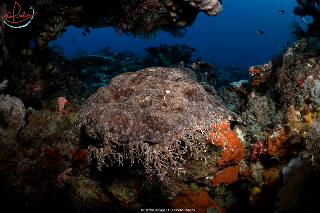 an adult-size wobbegong shark resting between corals in Raja Ampat