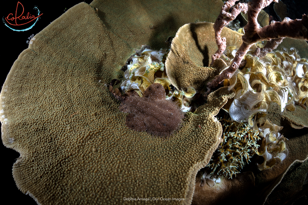 photo of a juvenile wobbegong shark in Raja Ampat, sitting on a coral