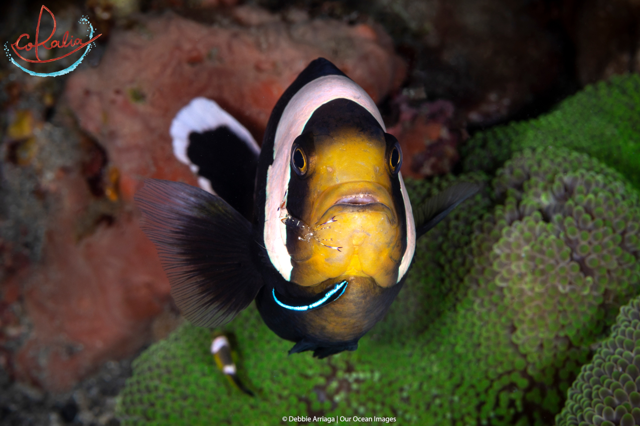 Anemone fish at a cleaning station in Raja Ampat with Coralia Liveaboard in Indonesia