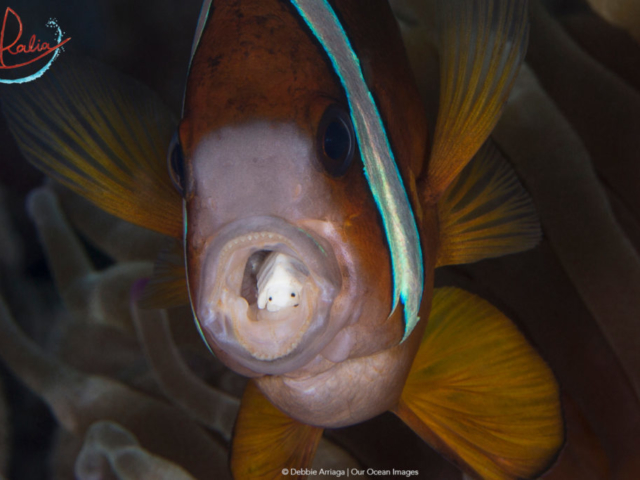 a tongue biter in the open mouth of an anemone fish as example for one of the many wonderful critters in Indonesia