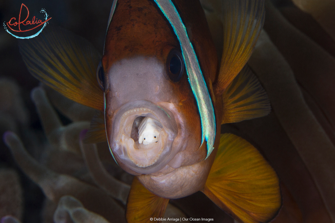 a tongue biter in the open mouth of an anemone fish as example for one of the many wonderful critters in Indonesia