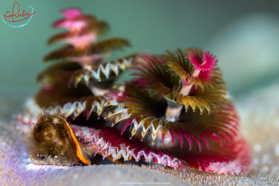 christmas tree worms in Raja Ampat are beautiful critters to be found in Indonesia