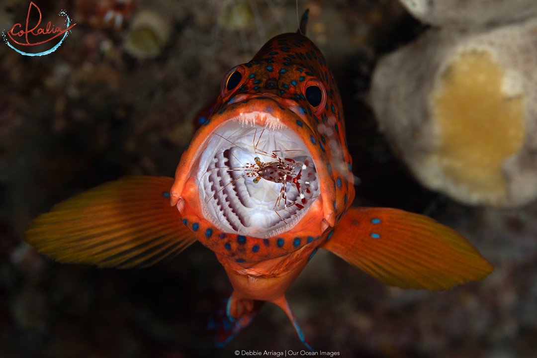 Coral grouper at a marine life cleaning station in Raja Ampat with Coralia Liveaboard in Indonesia