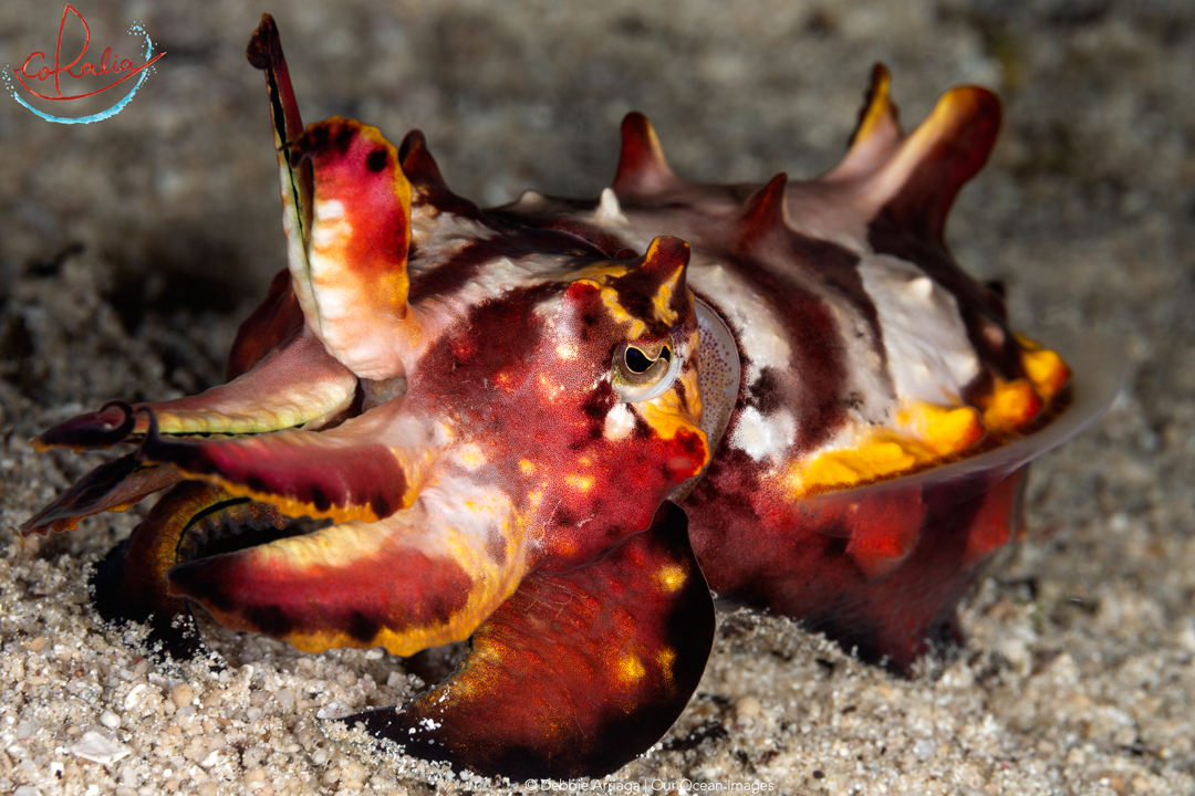 also the flamboyant cuttlefish is a nice critter to be spotted in Indonesia