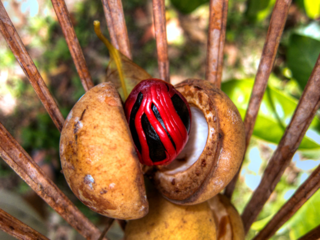 Fresh nutmeg on the Spice Islands with Coralia Liveaboard in Indonesia