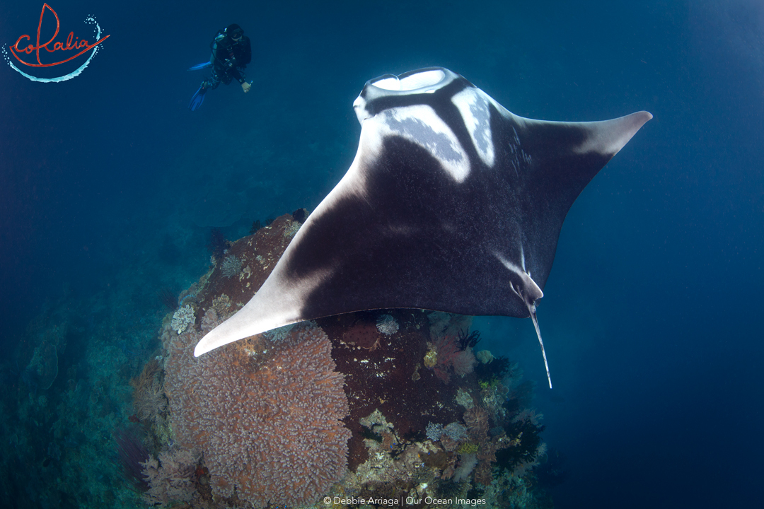 Giant manta ray with diver in Raja Ampat with Coralia Liveaboard in Indonesia