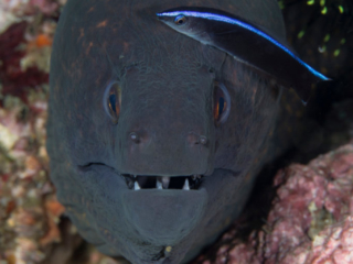 Giant moray eel at a cleaning station in Komodo with Coralia Liveaboard in Indonesia