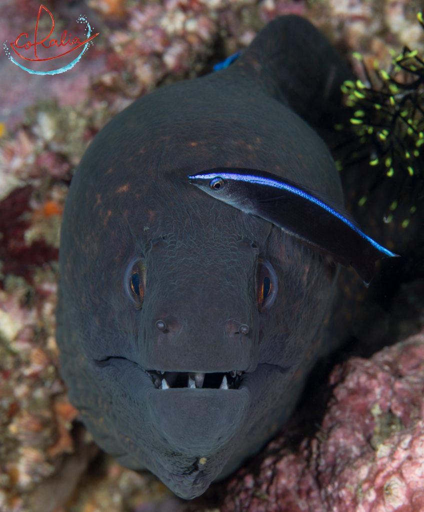 Giant moray eel at a cleaning station in Komodo with Coralia Liveaboard in Indonesia