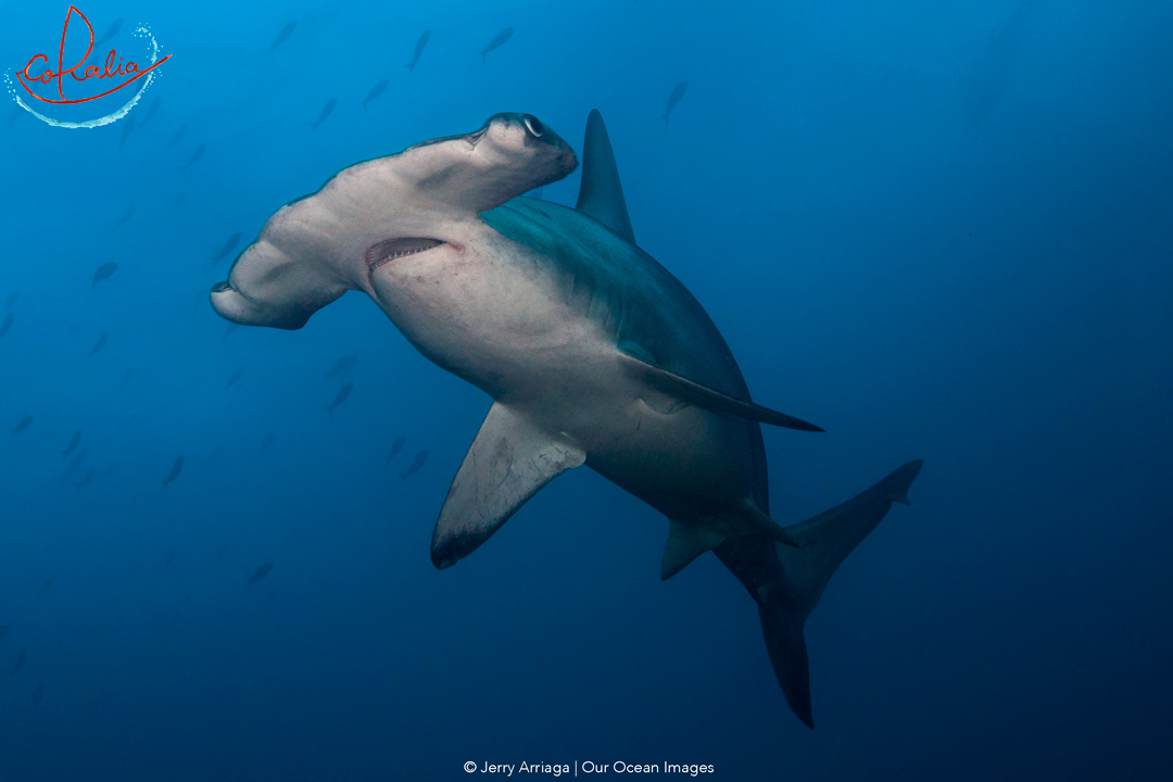 Hammerhead shark in the Banda Sea with Coralia Liveaboard in Indonesia