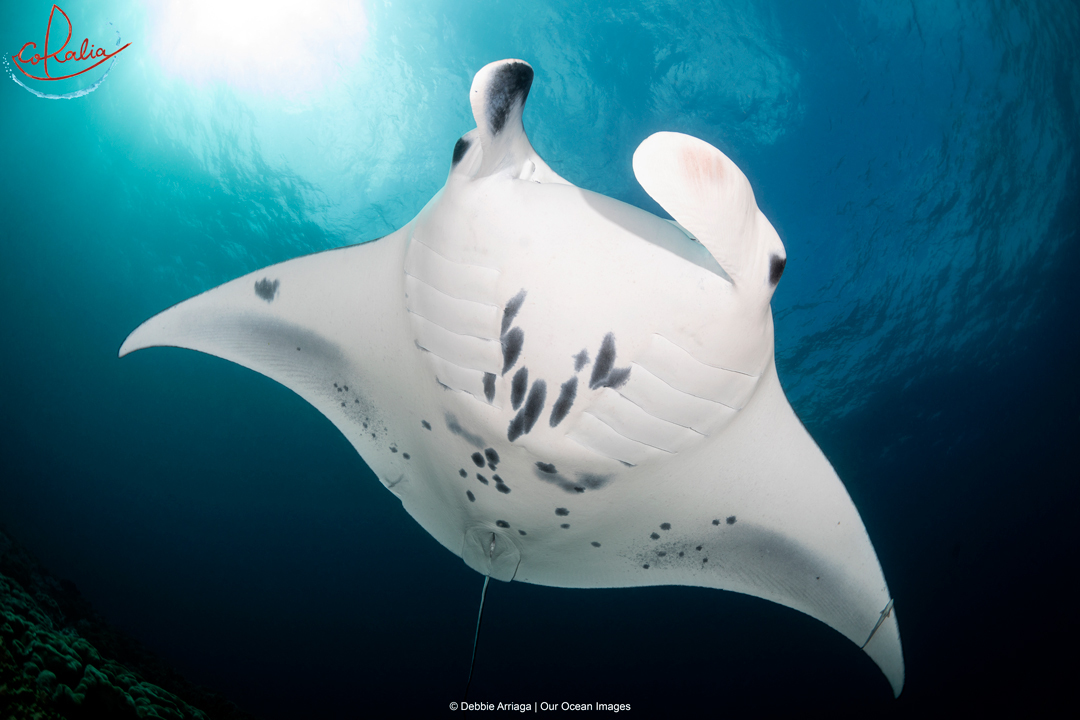 Reef manta rays are one of the big marine life species that can be encountered in Indonesia with Coralia Liveaboard 