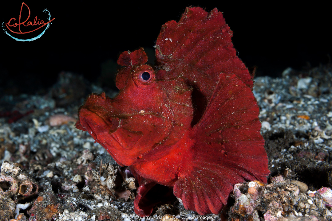 a dark red Rhinopias sitting on rubble ground