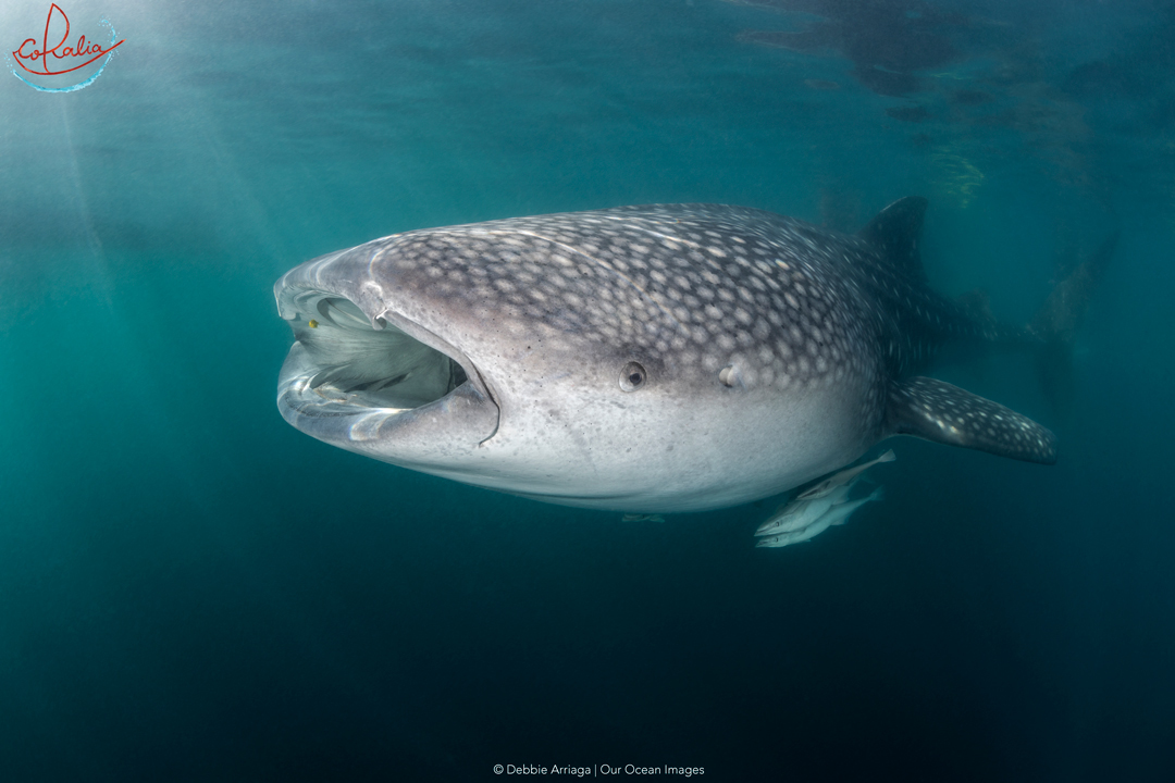 Whale sharks in Cenderawasih Bay are another big marine life species that can be encountered in Indonesia with Coralia Liveaboard 