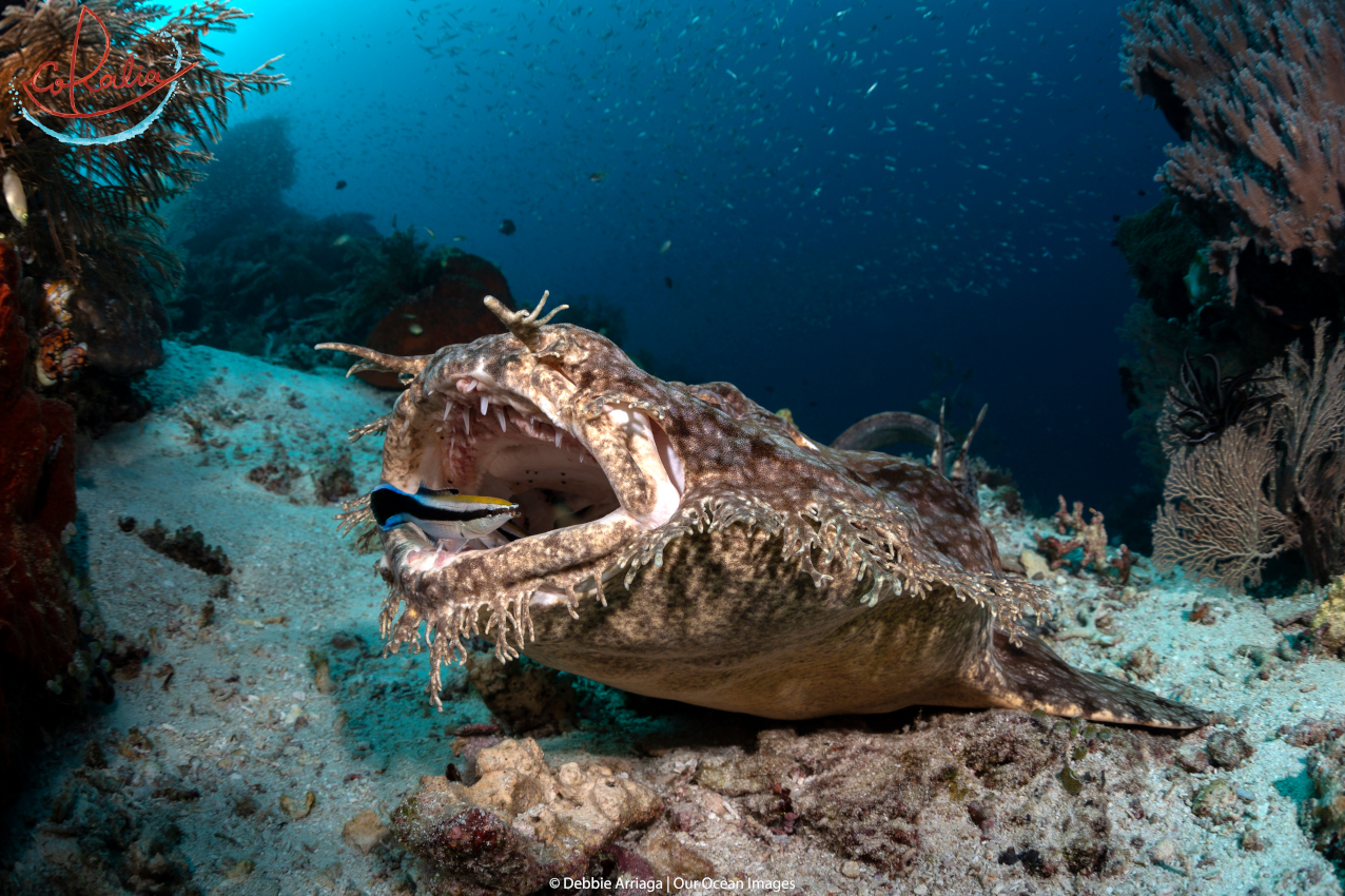 the Wobbegong shark is one of many marine life species that can be observed at a cleaning station