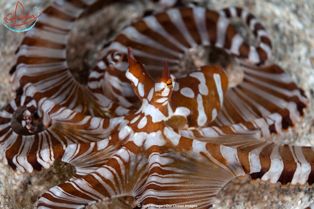 the brown and white striped wunderpus octopus in Indonesia