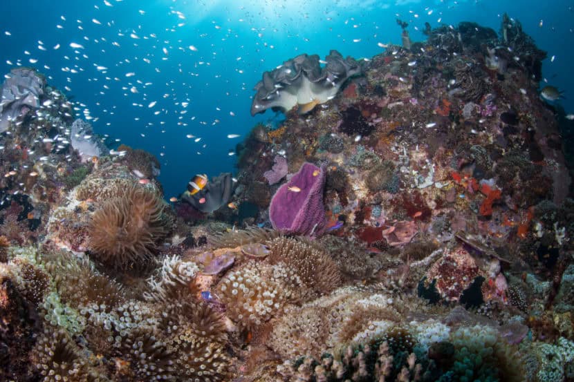 Alor Liveaboard Diving - Coralia Liveaboard Indonesia