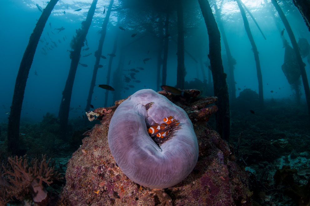 Anemone with clownfish under jetty in Raja Ampat Indonesia