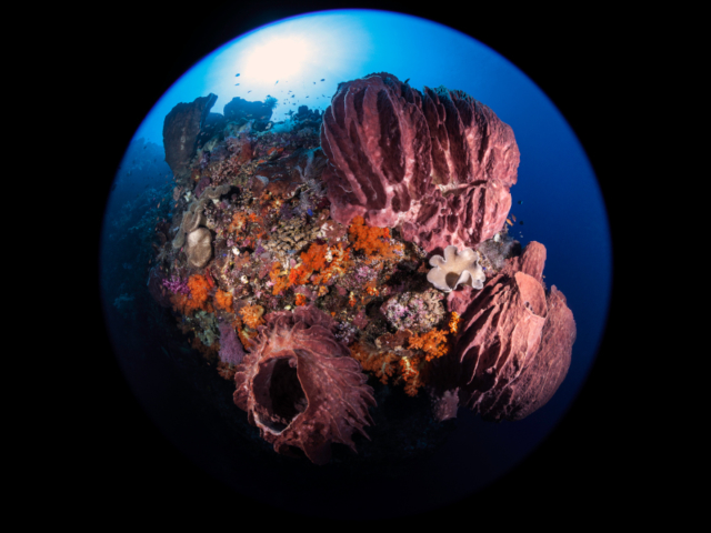 Barrel Sponges underwater at Banda and Forgotten Islands while scuba diving with Coralia Liveaboard Indonesia