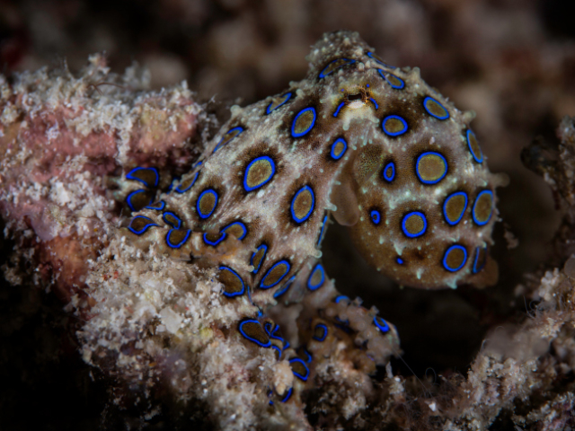 A Blue Ringed Octopus in Raja Ampat spotted with Coralia Liveaboard Indonesia