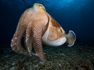 Broadclub Cuttlefish at Komodo Coralia Liveaboard Indonesia