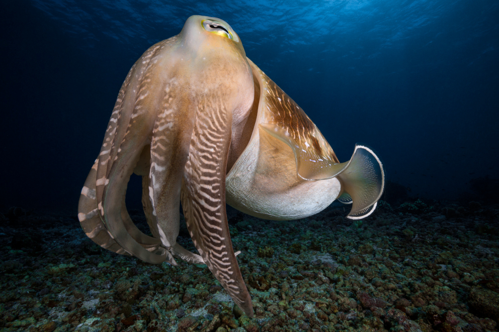Broadclub Cuttlefish at Komodo Coralia Liveaboard Indonesia