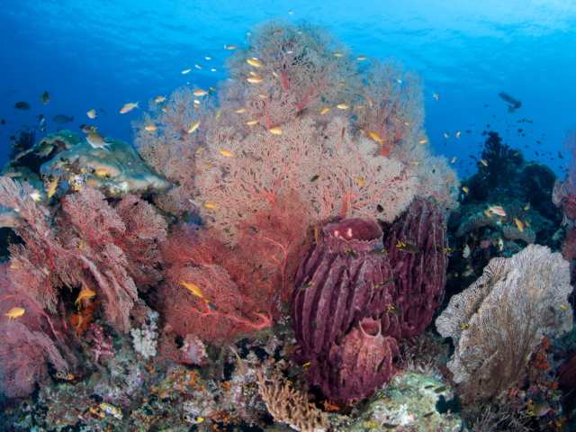 Pink Soft Corals and Seafans Underwater in Raja Ampat Indonesia