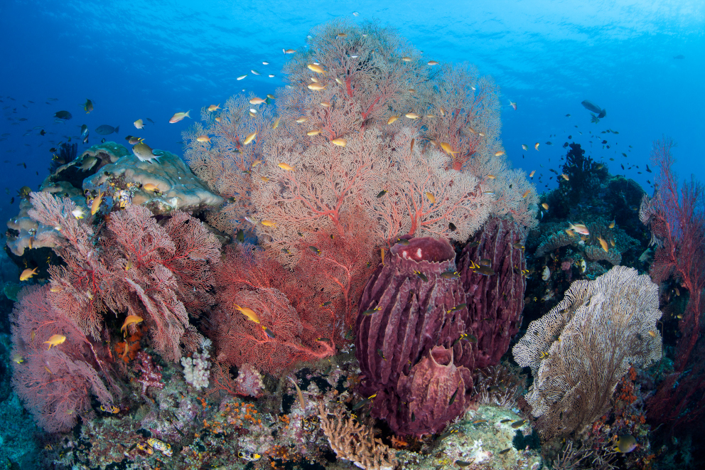 Pink Soft Corals and Seafans Underwater in Raja Ampat Indonesia