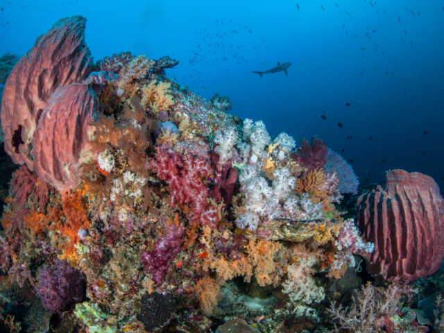 Colorful Corals with Shark in the background at Banda and Forgotten Islands in Indonesia