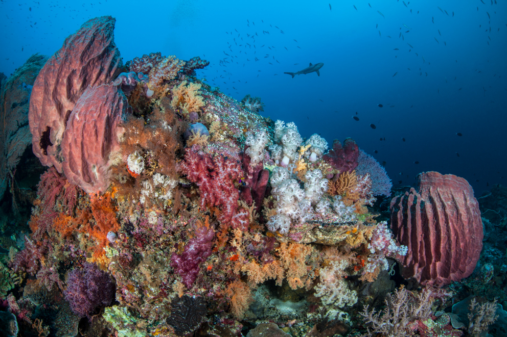 Colorful Corals with Shark in the background at Banda and Forgotten Islands in Indonesia