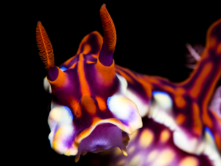 Colorful Nudibranch at Komodo Coralia Liveaboard Indonesia