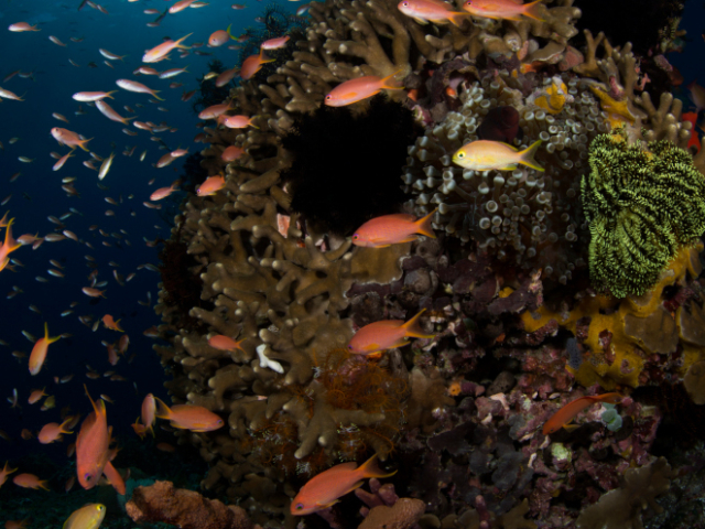 coral reef and fishes in Alor Indonesia visited by Coralia Liveaboard