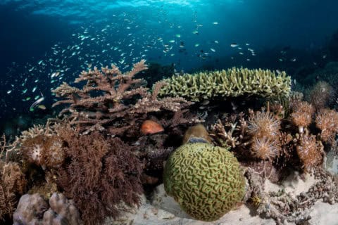 Forgotten Islands and Banda Sea Liveaboard Diving - Coralia Liveaboard