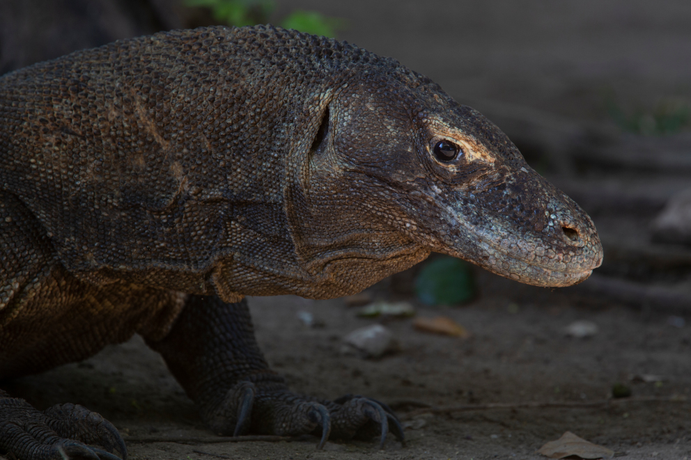 Close up of the Face of a Komodo Dragon in Indonesia