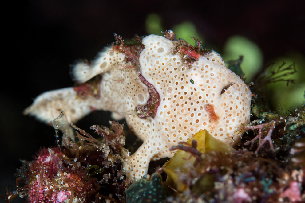 a white Frogfish underwater in Alor Coralia Liveaboard Indonesia