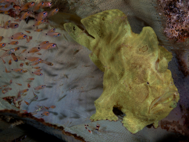 A yellow Giant Frogfish at Banda and Forgotten Islands encountered while scuba diving with Coralia Liveaboard Indonesia