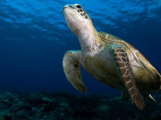 Green Turtle encountered underwater while scuba diving at Komodo National Park in Indonesia