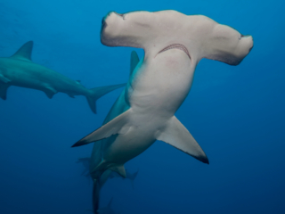 The face of a Hammerhead shark at Banda and Forgotten Islands in Indonesia