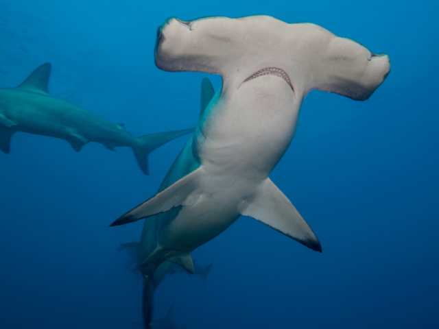 The face of a Hammerhead shark at Banda and Forgotten Islands in Indonesia