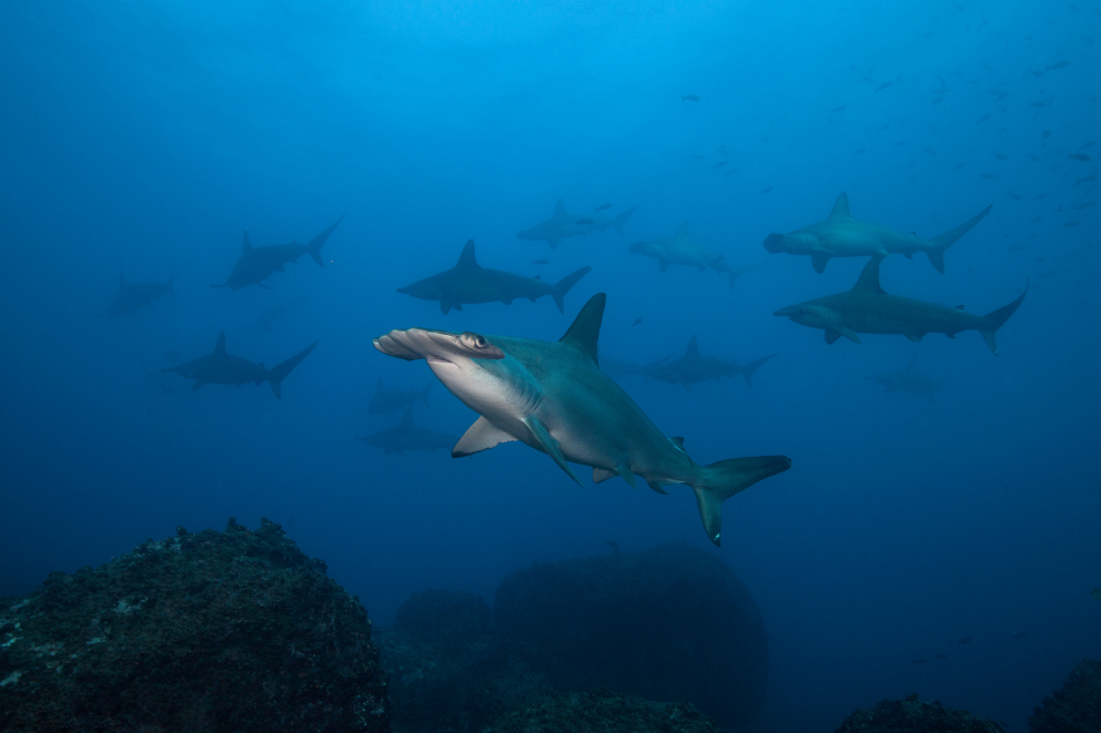 Several Hammerhead sharks at Banda and Forgotten Islands while scuba daving with Coralia Liveaboard Indonesia