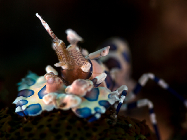Harlequin shrimps in Alor Coralia Liveaboard Indonesia