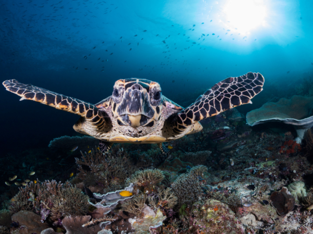 Hawksbill Turtle facing the camera underwater in Raja Ampat Indonesia