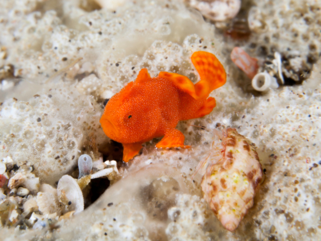 An orange juvenile frogfish in Alor in Indonesia