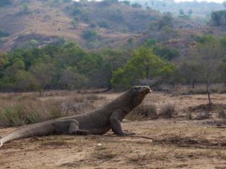 a majestic Komodo Dragon with the Landscape of Komodo Nationalpark in the background
