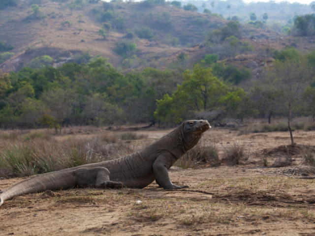 a majestic Komodo Dragon with the Landscape of Komodo Nationalpark in the background